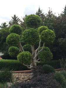 Tree Shaping Melbourne  